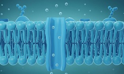 Cell membrane, Plasma membrane